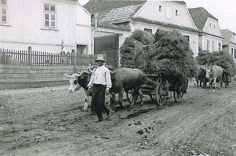 Erntewagen in Schweischer, 1937. Foto: Senta ...