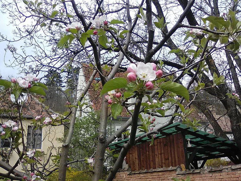 Batullapfelbaumblte in einem Schburger Garten. ...
