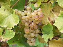 Die Rebsorte Perle von Csaba wurde frher in Siebenbrgen als frhreife weie Tafel- und Weintraube angebaut.
